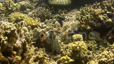 章鱼夫妇在珊瑚礁上